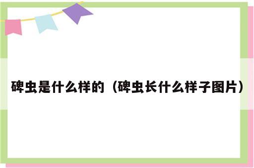 碑虫是什么样的（碑虫长什么样子图片）