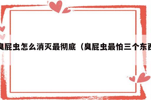 臭屁虫怎么消灭最彻底（臭屁虫最怕三个东西）